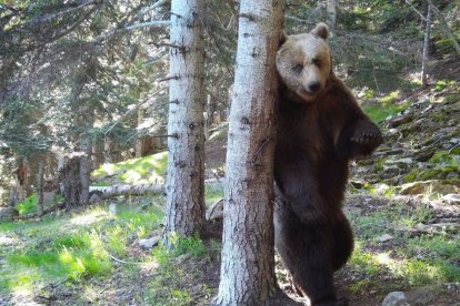 Imatge d’un exemplar d’os al Pirineu. - GOVERN