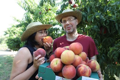 Dos turistes amb els préssecs que van collir ahir a Aitona en el marc del Fruiturisme. - MAGDALENA ALTISENT