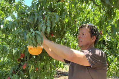 Sergi Balué col·loca una trampa per combatre la mosca negra en un arbre de la seua finca. - ACN