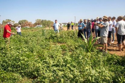 Visita ahir a la finca experimental a Agramunt. - LAIA PEDRÓS