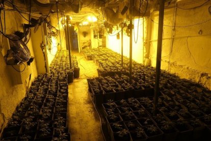 A l’interior de la casa van trobar 1.642 plantes, 1.016 de les quals en plena producció. - MOSSOS D’ESQUADRA