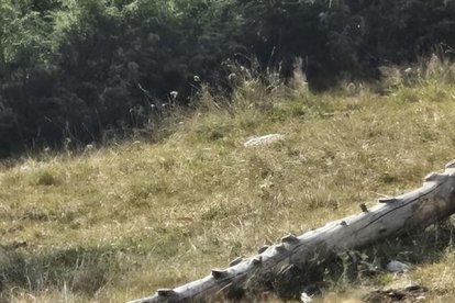 Els gossos que estan lliures per la muntanya de Tor. - ACN