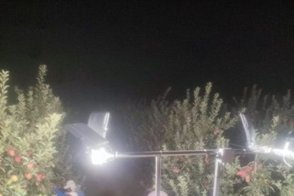 Recollida de fruita abans de fer-se de dia al Pla d’Urgell. - ASAJA
