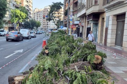 Restes d'alguns arbres talats a l'avinguda Rovira Roure de Lleida.