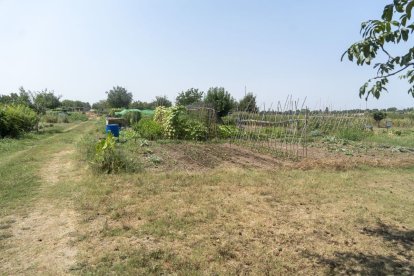 Vista d’algun dels horts municipals ubicats a la partida de Rufea. - PAU PASCUAL PRAT