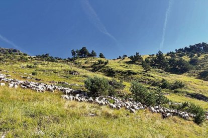 Eth ramat comunau de oelhes en Vilamòs, en tot pèisher pes terrens dera zòna. - IRTA