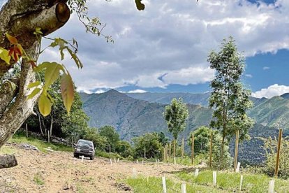 Aquesta plantació de raïm chardonnay creix des del 2023 a 1.350 metres d’altura entre muntanyes. - FELIPE VALLADARES