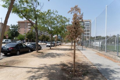 Una filera d’arbres secs a Corregidor Escofet, davant el camp de futbol de Balàfia. - PAU PASCUAL PRAT