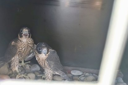 Els falcons s’han criat en un niu col·locat a la teulada de l’edifici de l’ajuntament de Binèfar. - E.B.D.
