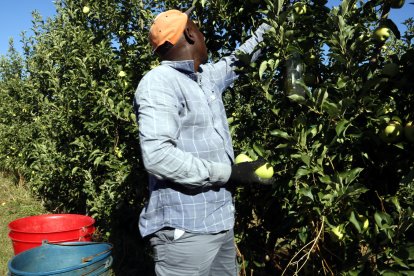 Un temporer collint pomes Golden a Lleida