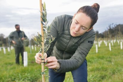 Carla Gil, en una imatge en la seua explotació de Montgai, on ha apostat per l’olivera. - JARC