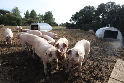 Una explotación de cerdos en Lleida.
