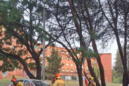 Voluntaris forestals treballant en les afectacions de les pluges a Ripollet. - ACN