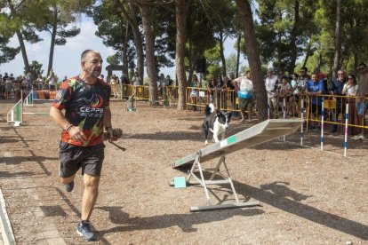 Una vintena de gossos van participar en l’exhibició d’obediència canina. - LAIA PEDRÓS