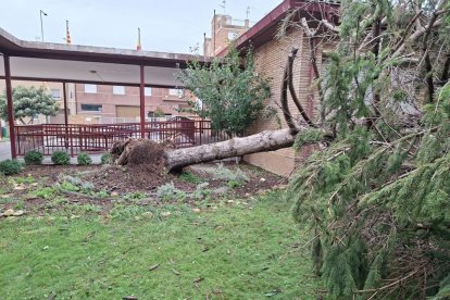 Les tempestes del 31 d’agost i el 8 de setembre van fer caure desenes d’arbres a Binèfar. - E.B.D.