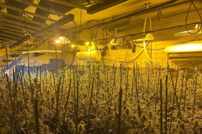 Plantació indoor de marihuana desmantellada en un operatiu a l’agost a Golmés i Bellpuig. - MOSSOS D’ESQUADRA
