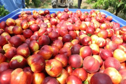 Les nectarines incrementen en un 361% el preu en el trajecte d’arribada als lineals. - MAGDALENA ALTISENT