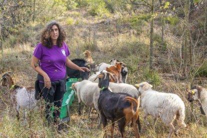 La iniciativa es va posar en marxa ahir en una finca de Tarrés i estarà controlada per dos pastores. - ÀLEX SAMPER