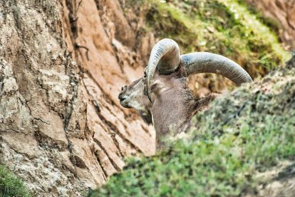 Una cabra salvatge observa una paret de cingles en una zona muntanyosa. - PEXELS (CCO)