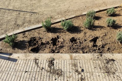 Plantes vandalitzades al carrer Doctor Fleming