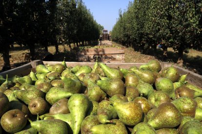 Recollida de fruita en un camp de Lleida.