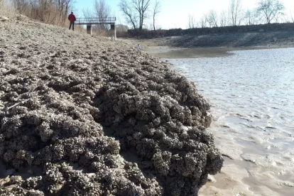 Una bassa de reg colonitzada pel musclo zebra, que assoleix elevades densitats.