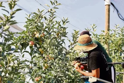 Dos treballadors de temporada cullen fruita en una plantació.