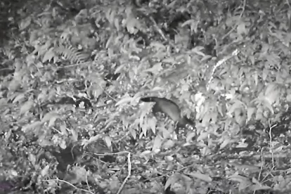 Imatge d’un pudet europèu captada per ua des camères de fòtoparam. - ARAN PERA NATURA