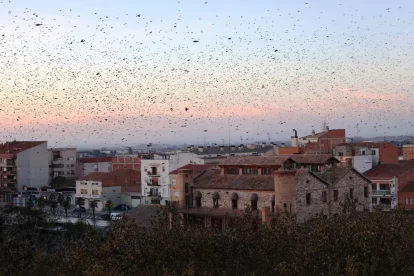 Les aus sobrevolant la Casa Canal i ocupant les copes dels arbres. - J. GÓMEZ