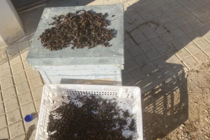 Algunes de les vespes capturades aquesta setmana per apicultors. - M.C. T.