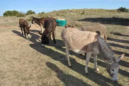 Els burros pasturaran en una àrea de 45 hectàrees i estaran monitorats amb GPS. - E. FARNELL