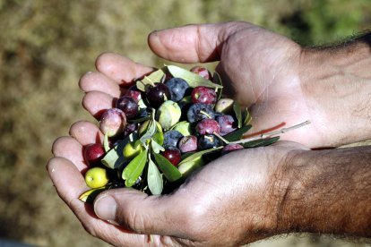 Un agricultor agafa un grapat d'olives a Llardecans.