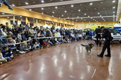 Exhibició canina al pavelló. - A. MOLLERUSSA