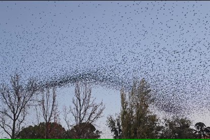L’estol està format per milers d’exemplars.