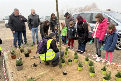 Una de les plantacions populars.