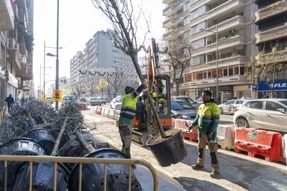 Ahir va començar la plantació dels 21 arbres que substitueixen els talats a Rovira Roure. - PAU PASCUAL