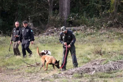 Batuda a la recerca de senglars a la zona dels 6 quilòmetres al voltant del focus de PPA. - ACN