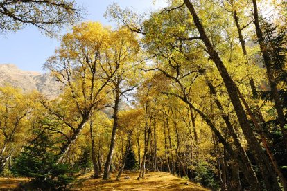 La creació de paisatges agroforestals més resilients es destaca com un àmbit clau per impulsar la bioeconomia a Catalunya