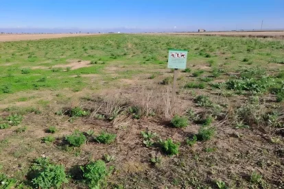 Una finca de secà en una zepa dels secans de Lleida.