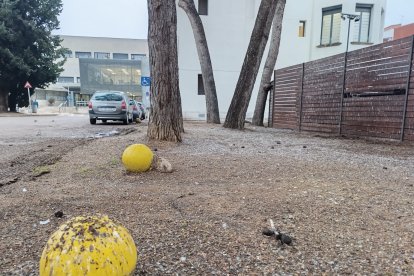 Las heces de pájaros cubren por completo el suelo de esta zona del recinto del Santa Maria.