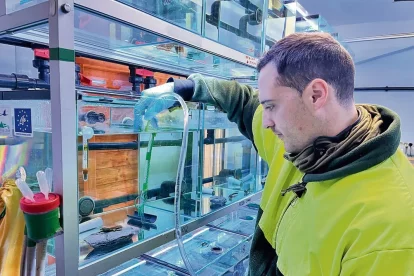 Un cuidador del centre, netejant l’hàbitat del tritó del Montseny. - M. CODINAS