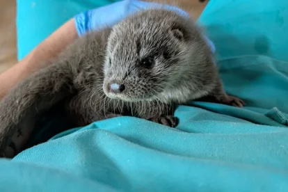 La llúdria rescatada a Tremp, al centre de fauna del Pont de Suert. - CENTRE DE FAUNA DEL PONT DE SUERT