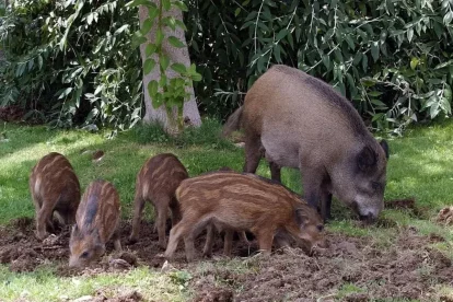 Una femella de senglar busca menjar amb quatre cries en una zona de muntanya. - EFE
