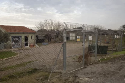 Actualment acull 61 gossos, dels quals gairebé la meitat són sèniors. - LAIA PEDRÓS