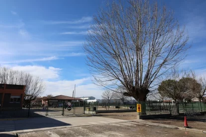 El pati de l’Ignasi Peraire, amb els arbres sense podar. - J. GÓMEZ