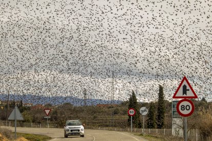 En La Granadella una bandada de estorninos tapan el cielo e invaden el tendido eléctrico municipal. - JORDI ECHEVARRIA