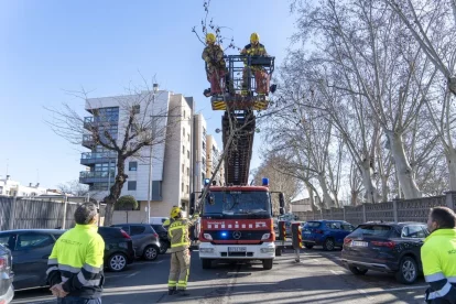 Els Bombers retiren branques que van caure a sobre de vehicles a l’avinguda Tarradellas de Lleida. - LAIA PEDRÓS