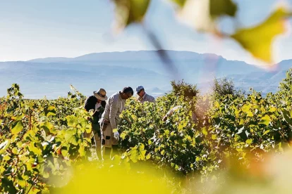 El raïm s’ha adaptat a una altitud de gairebé 1.000 metres. - BODEGAS TORRES