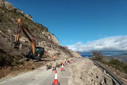 Un ramat d’ovelles passa vora el tram enfonsat de l’LV-9124 que uneix la C-13 amb Sant Esteve. - DIPUTACIÓ