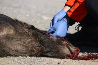 Presa de mostres de sang d’un senglar mort per analitzar si té la PPA. - ACN